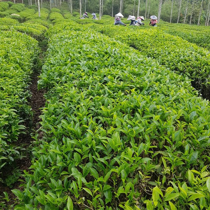 茶為萬病之藥，茶的五行及中醫功效！,亞洲研究院學會